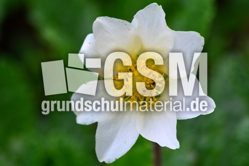 Sonnenröschen_1.jpg